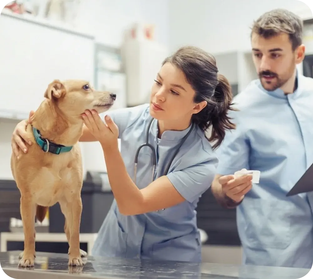Veterinarian examining a dog